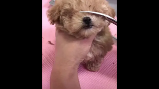 พรุ่งนี้ดาวอาจจะเคียงกัน ก็ไม่สำคัญเท่าฉันอยากเคียงเธอ