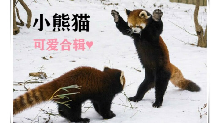 【Red Panda | Cute Mashup】Nine-Section Wolf