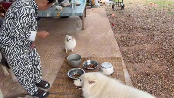 @ข้าวจ้าว หมากวนตีน @ข้าวเหนียว ขี้กะโปกหมา @วุ่นวาย สตอรี่