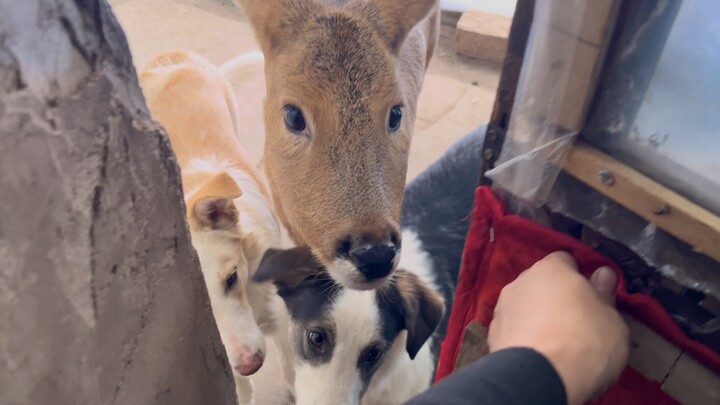 Lao Deng, open the door quickly, this roe deer has evolved new abilities