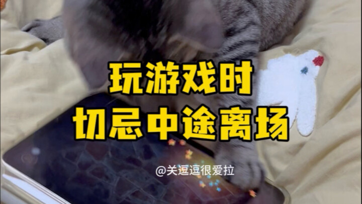 对不起 三子 妈妈是真不敢 要不等逗咪咪睡饱了再拿吧 #狸花猫 #白猫 #我和我的猫
