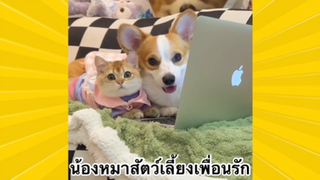 สัตว์เลี้ยงเพื่อนขนปุย : น้องหมาสัตว์เลี้ยงเพื่อนรัก