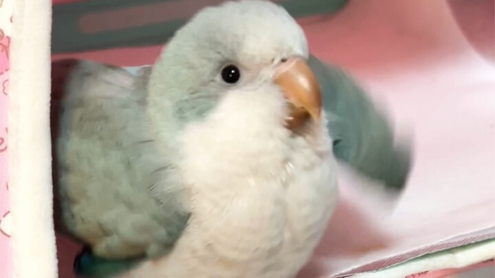 She's doing the milk-seeking dance! Ahhh, she's so cute I'm going to faint! So adorable!