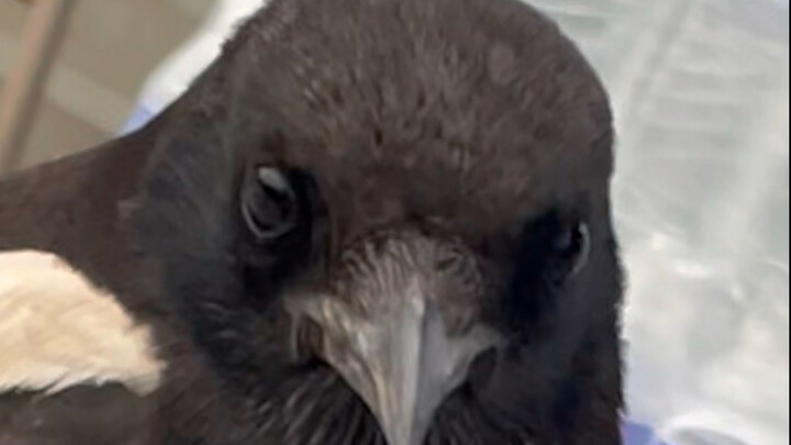 Hey! I got a magpie on camera! Hey! I got a magpie on camera! … (repeated several times)