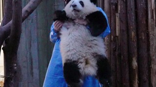 [Panda Raksasa Hehua] Lama Tidak Bertemu, Aku Muncul untuk Bekerja!