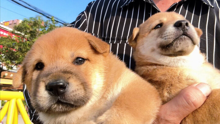 在赶集挑了两条性格温顺可爱刚满月的小黄狗，这次家宝要当奶妈了