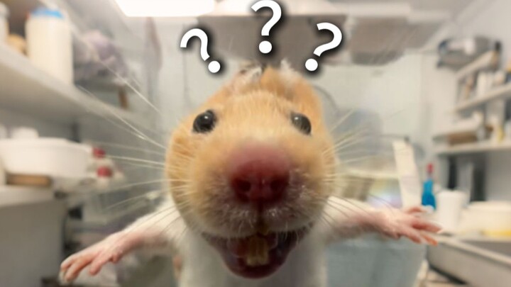 "A Grand Showcase of Animals' Confusing Behaviors 247"