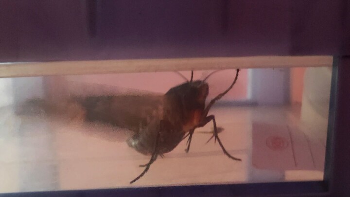 kalo ada yg tau komen ya .. ini kupu2 apa namanya ?