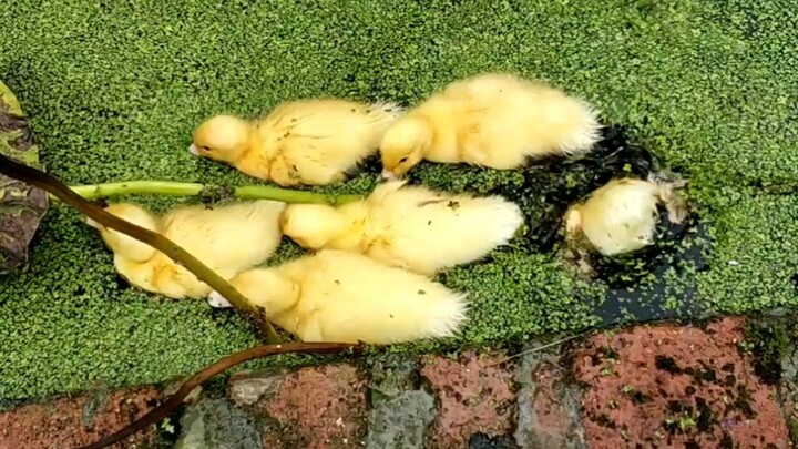 Khi ăn bèo tây thì mở khóa kỹ năng mới