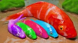 Stop Motion ASMR - Ikan besar Mas, kecil Carp Koi Emas Warna warni  Eksperimen Memasak Lumpur