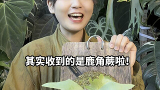 Taking a plane with my Platycerium bifurcatum—what a ride! Ahhhhh! We’re really taking off now! To a