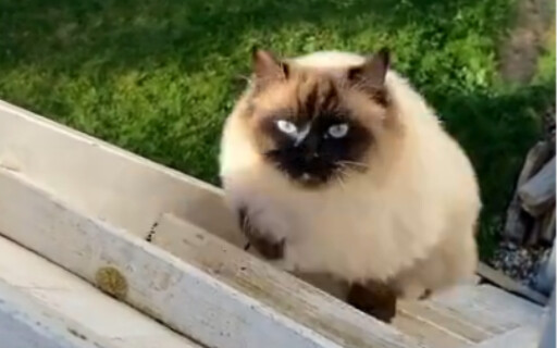 Cat: Time to eat, time to eat, time to eat!