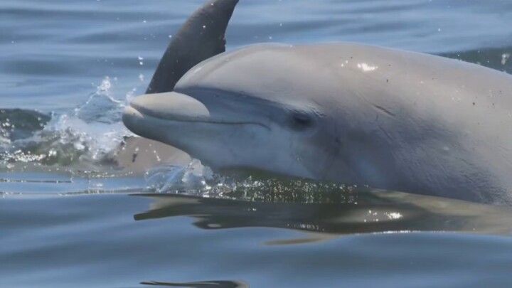 Cá heo có tự chế tạo đồ dùng riêng tư không?