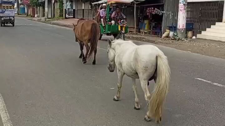 দুই ঘোড়ার পথচলা 🐎🐎 | জীবনের পথে থেমে যেও না | #Shorts#Shorts #Horse #Nature #Life #Motivation #Ba