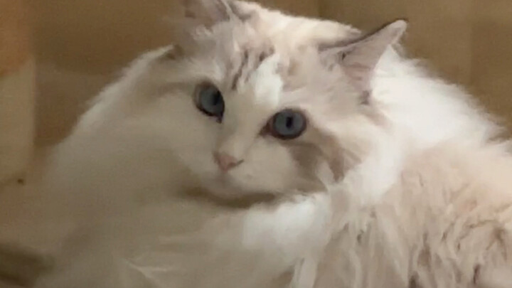 น่ากลัวมาก สายตาฆ่าคนเลย!