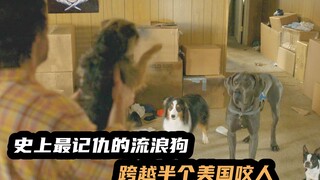 影史最记仇流浪狗，跨半个美国只为咬主人一口，2023最新爆笑喜剧