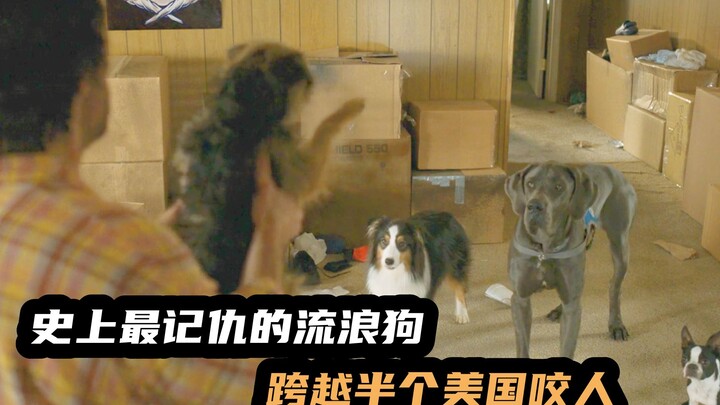 Anjing liar paling pendendam dalam sejarah film, melintasi separuh Amerika Serikat hanya untuk mengg