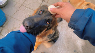 To stop dog's fighting, I'll crack eggs by myself