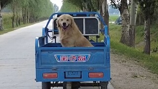 Only Dog Experience Card