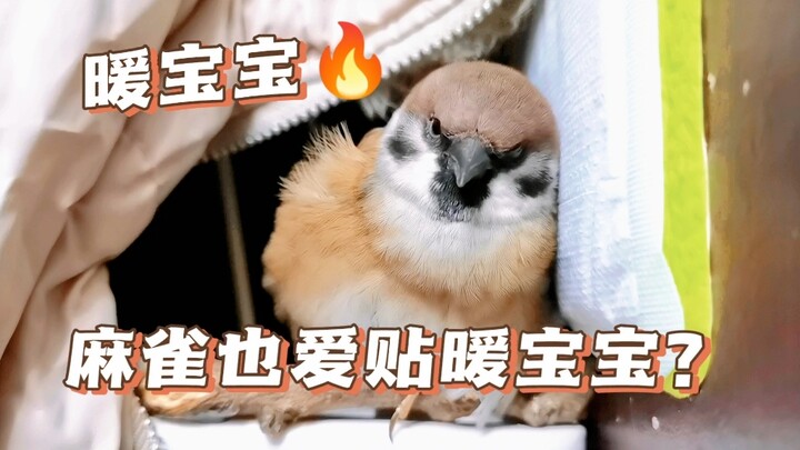Bạn có biết chim sẻ yêu miếng dán nhiệt đến mức nào không?