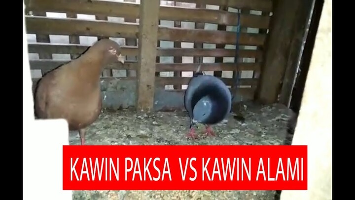 KAWIN PAKSA ATAU KAWIN ALAMI, MANAKAH LEBIH BAIK?| PECINTA BINTANG