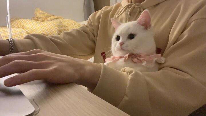 Người ta chơi game dẫn theo em gái, còn tôi chơi game dẫn theo mèo!