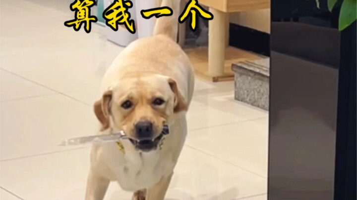 Dog: I’ve gotta count as one too!