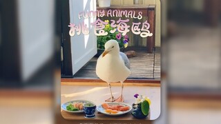 我那被宠坏的海鸥现在越来越挑食了‼️