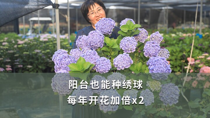 [Lớp học làm vườn của Hải Ma] Ban công cũng trồng được cẩm tú cầu, hoa nở mỗi năm tăng gấp đôi!