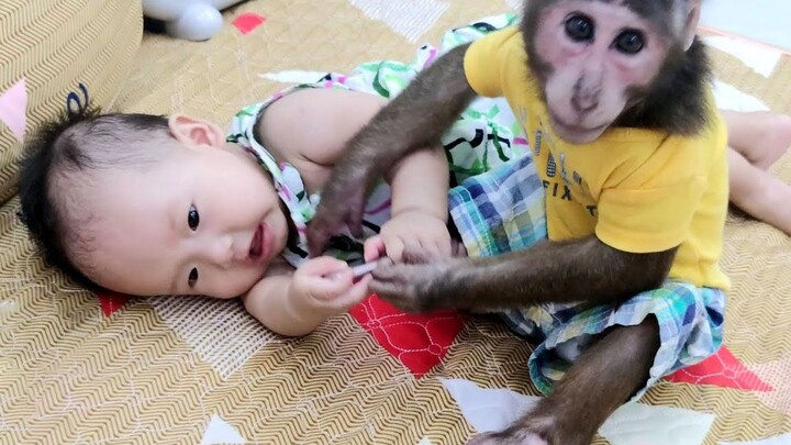 Help! YoYo the little monkey and his sister are fighting over the phone!