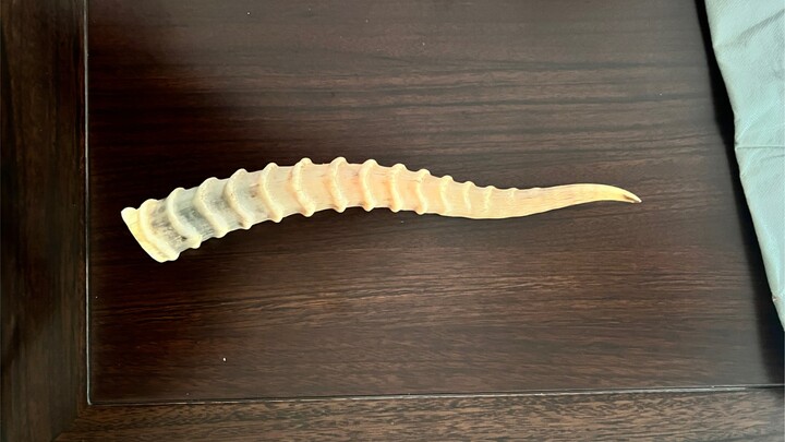 A Treasure That Has Been Passed Down Through Generations Discovered in the Ancestral Medicine Cabine