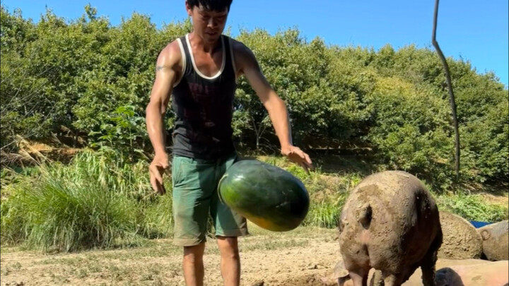 To give our pigs a good meal, we’ve done a lot of preparation.