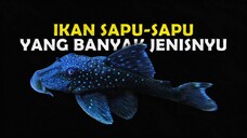 GAK CUMA SAPU SAPU IRENG TAPI ADA BANYAK JENIS IKAN PLECO YANG WAJIB KALIAN PUNYA