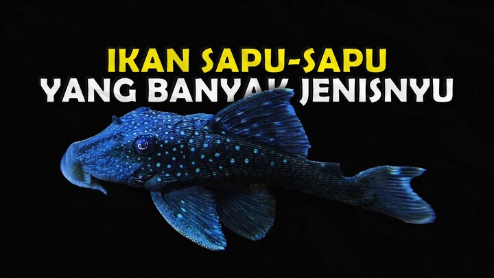 GAK CUMA SAPU SAPU IRENG TAPI ADA BANYAK JENIS IKAN PLECO YANG WAJIB KALIAN PUNYA