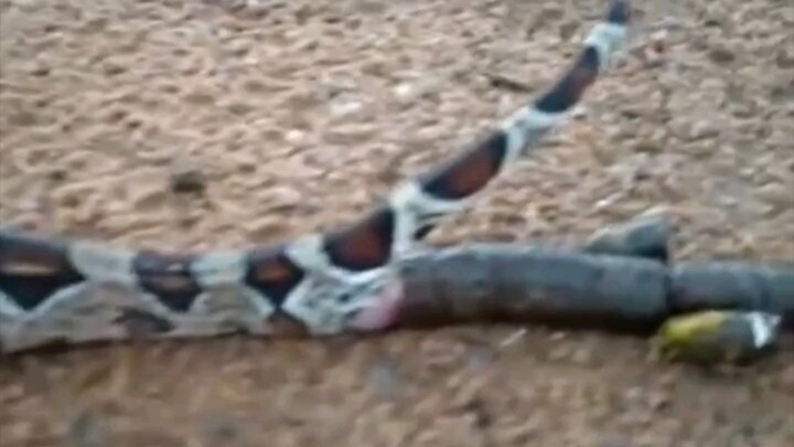 เห็นงูกลืนเหยื่อบ่อยแล้ว แต่เพิ่งเคยเห็นงูถ่ายเป็นครั้งแรก