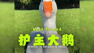 ห่านตัวนี้คิดว่าเจ้าของเป็นภรรยา แถมยังมีทักษะการตกแต่งในตัวอีกด้วย🦢