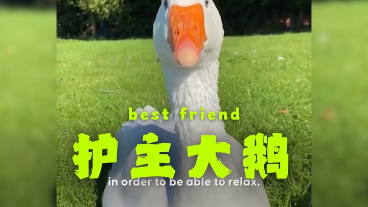 Angsa ini menganggap pemiliknya sebagai istri, bahkan memiliki "keterampilan dekorasi" bawaan 🦢