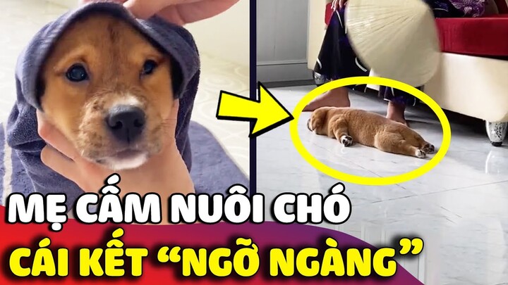 Khi mẹ nhất quyết KHÔNG CHO NUÔI CHÓ nhưng vẫn cố chấp mang về và CÁI KẾT 😅 | Gâu Đần