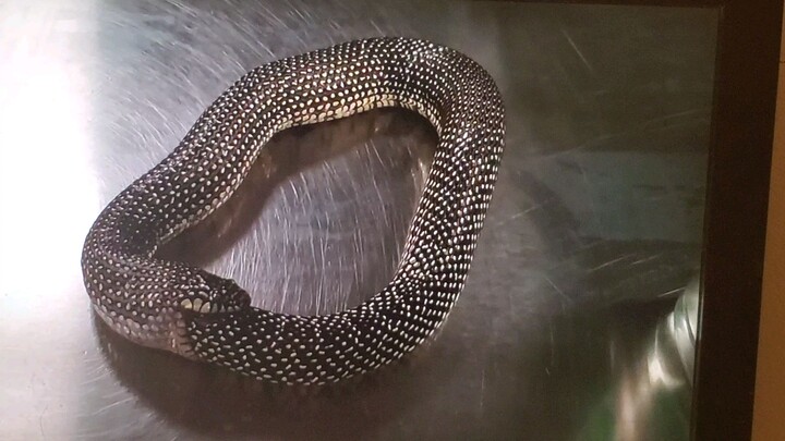 snake eat my self