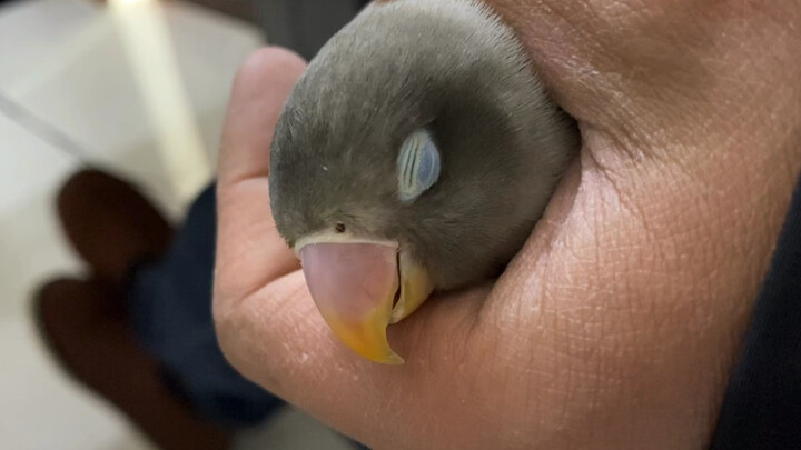 Apakah burung juga bermimpi saat tidur? Seekor kakaktua yang tidur di tangan pemiliknya terus-meneru