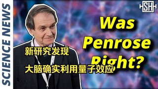 新研究发现：大脑确实利用量子效应【每日科学新闻】2024.05.12