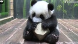 "Panda". The chubby guy and its ball.