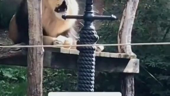 funny animals