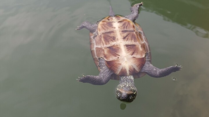 Swimming Outdoor with the Turtle