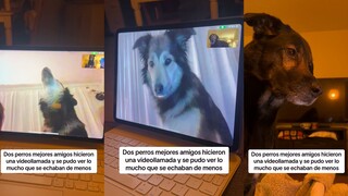 The video call between the two dogs is full of longing