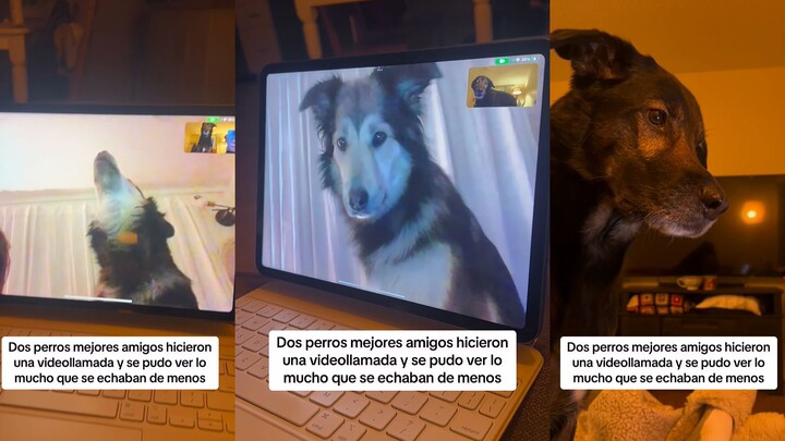 Cuộc gọi video giữa hai chú chó đầy khao khát