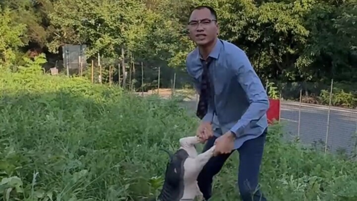 Bibi, bukan saya yang mencuri melonnya, percaya nggak?