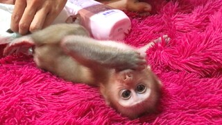 Mom make up the two monkey, Mino the most difficult