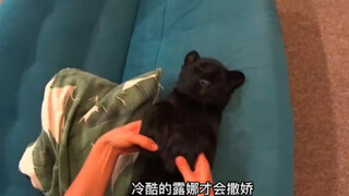 Luna is a little leopard who was alienated by her compatriots, abandoned by her mother, and finally 