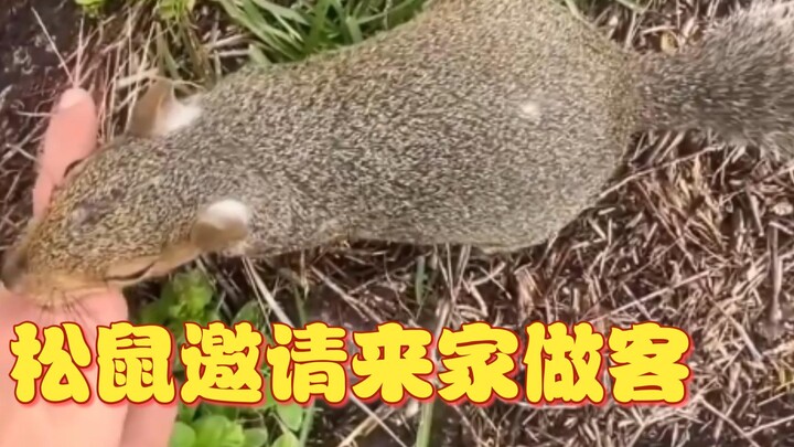 小松鼠邀请做客，当童话照进现实